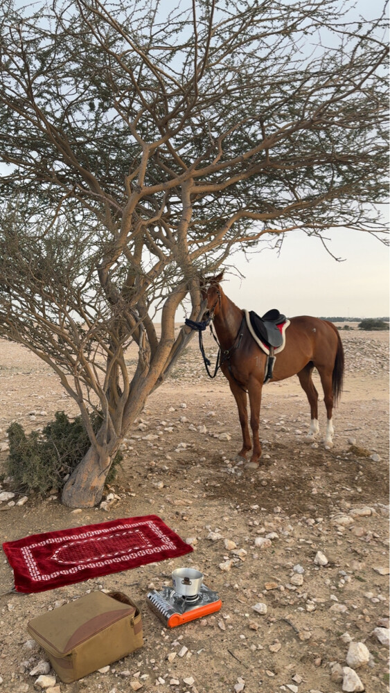 فرس ثيربرد - 6