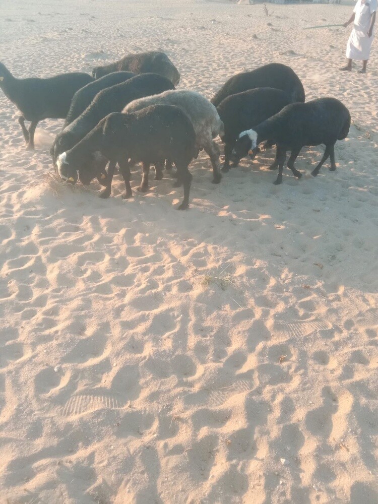 شويها عرب دفيع - 1