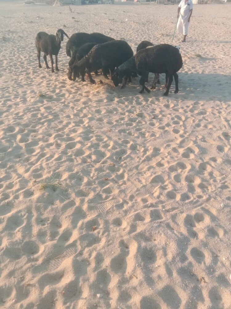 شويها عرب دفيع - 2