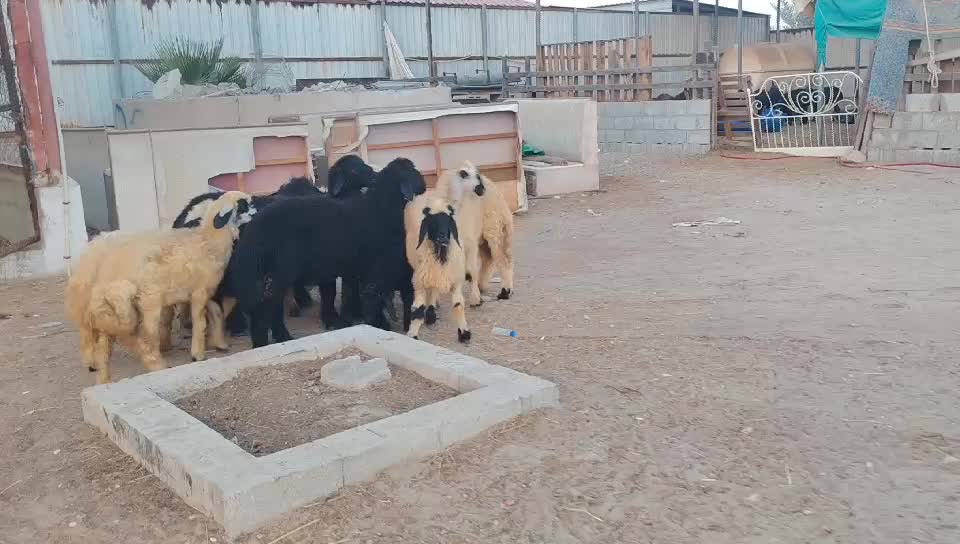 خرفان ورخال طيبه - 1