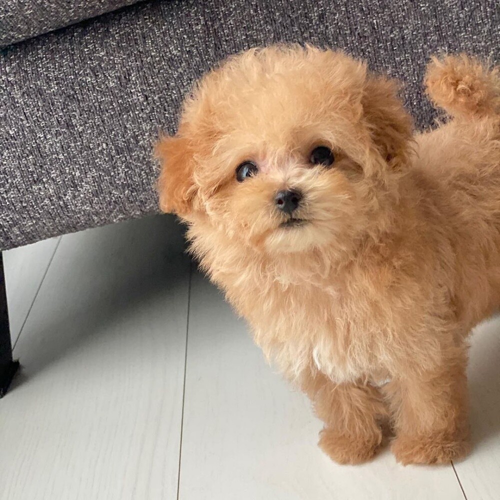 Teacup Poodle Puppy - 2
