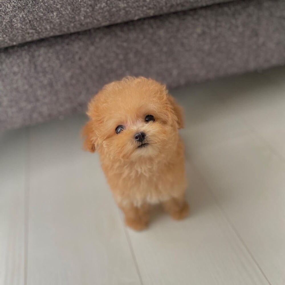 Teacup Poodle Puppy - 3