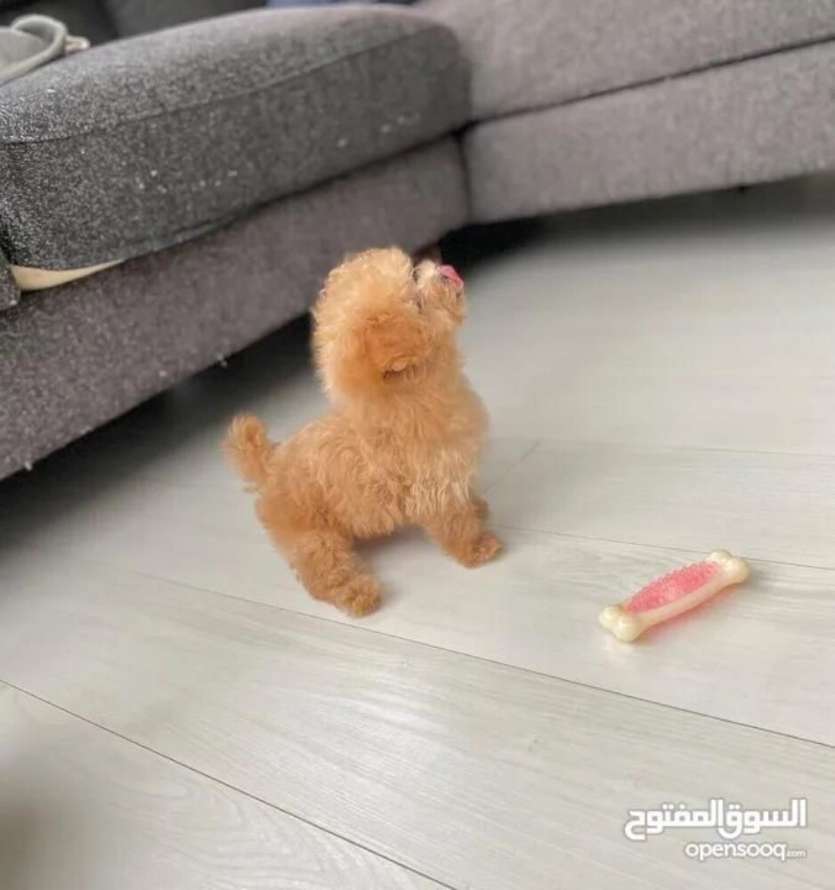 Teacup Poodle Puppy - 1