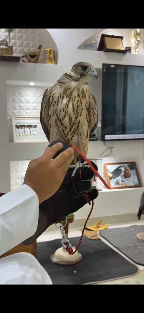 احمد - 3
