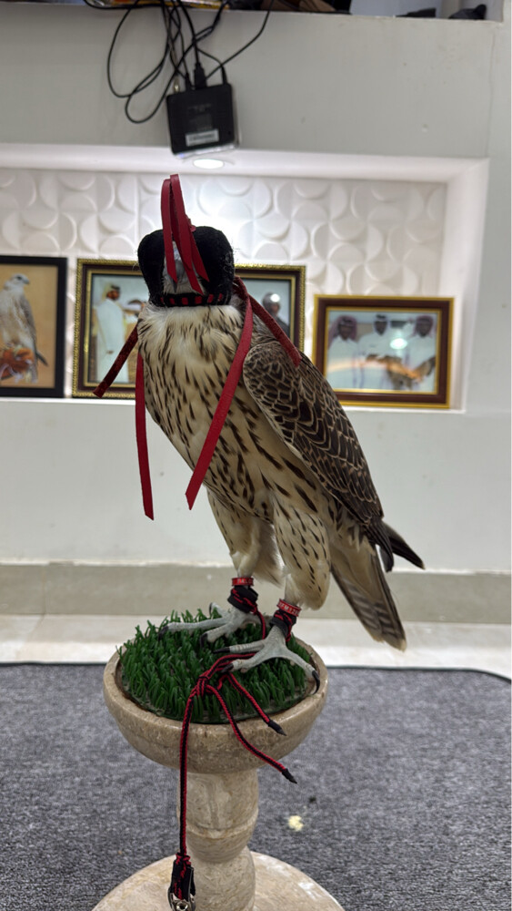 احمد - 2