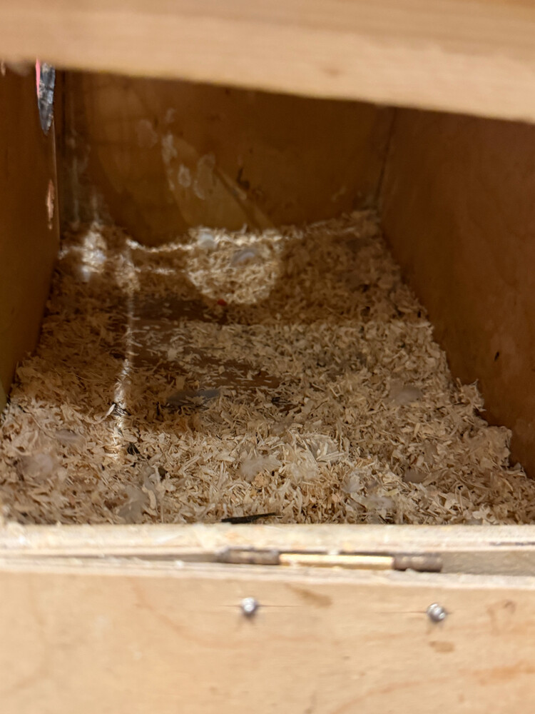 love bird pair ready for breeding  - 2