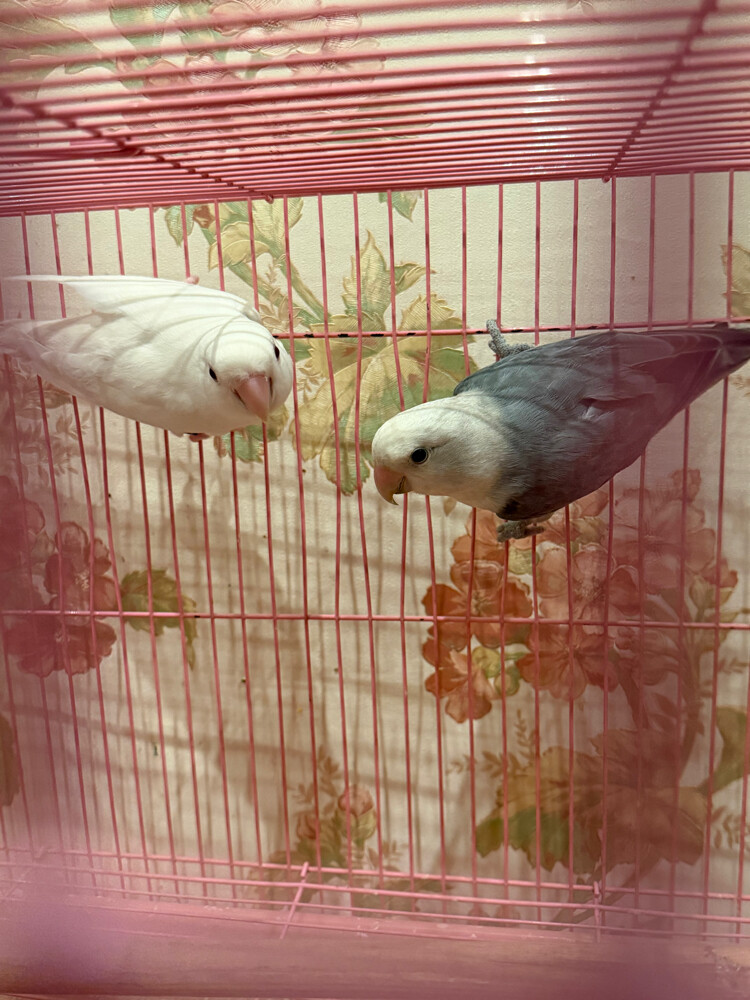 love bird pair ready for breeding  - 3