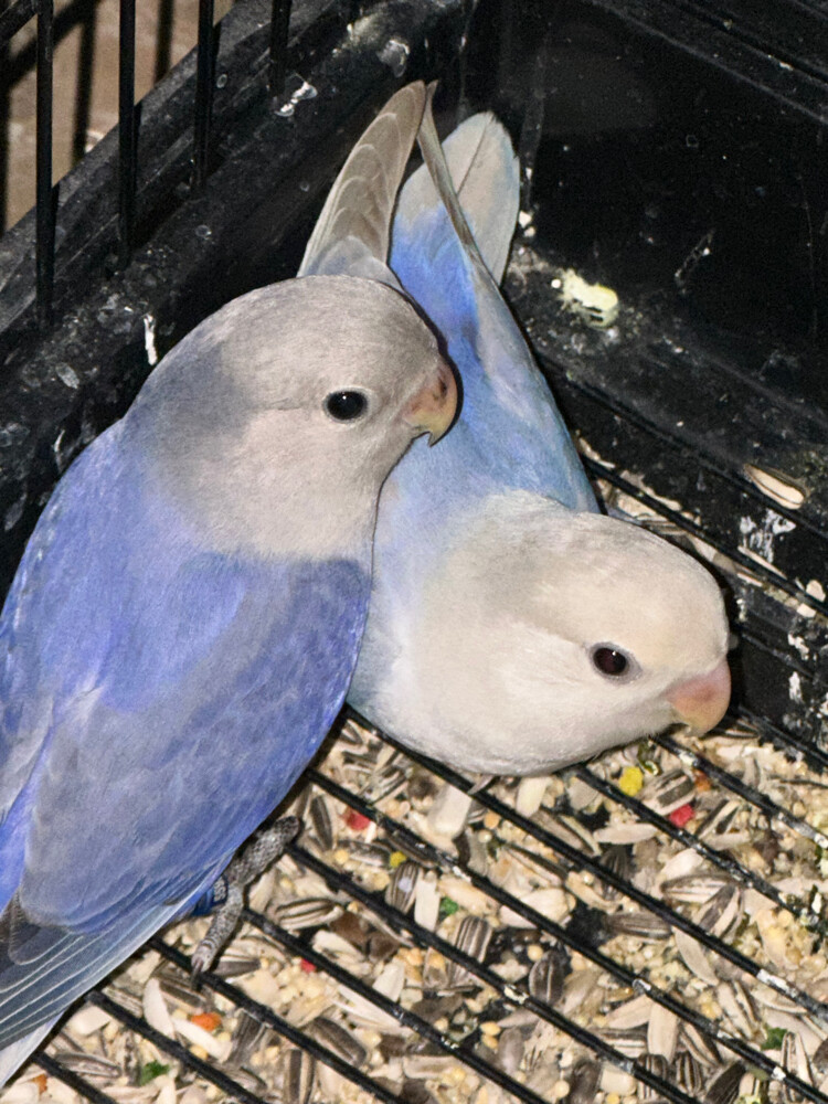 زوج لوفبيرد - 2