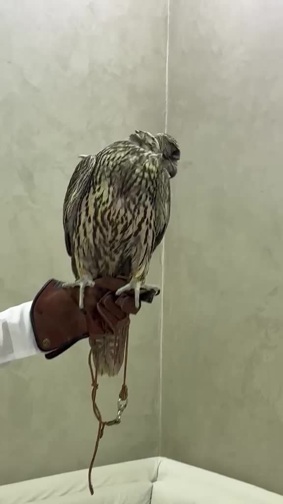 جير بيور مزرعه ذيفاد - 3