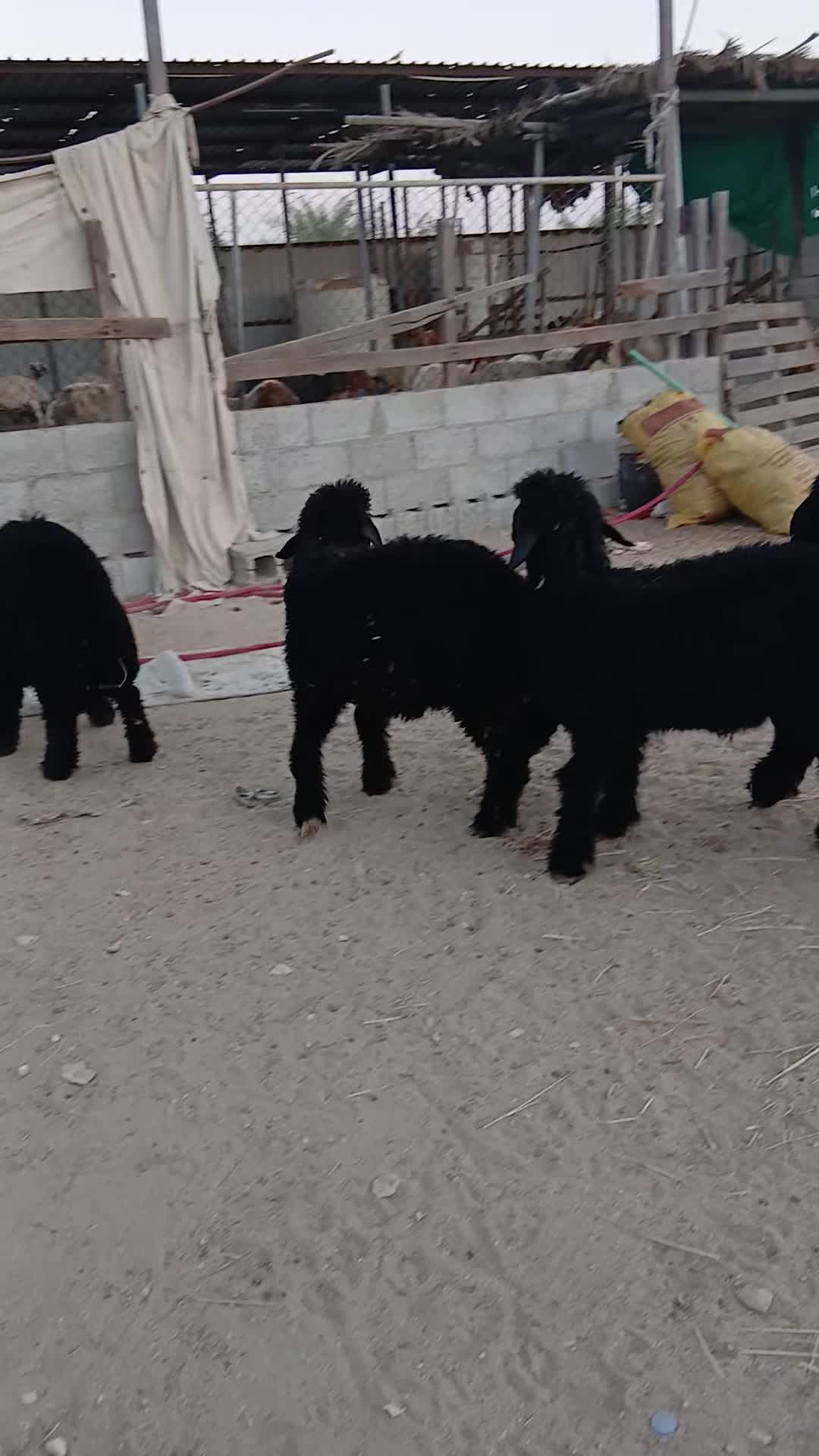 طليان عرب طيبه - 1