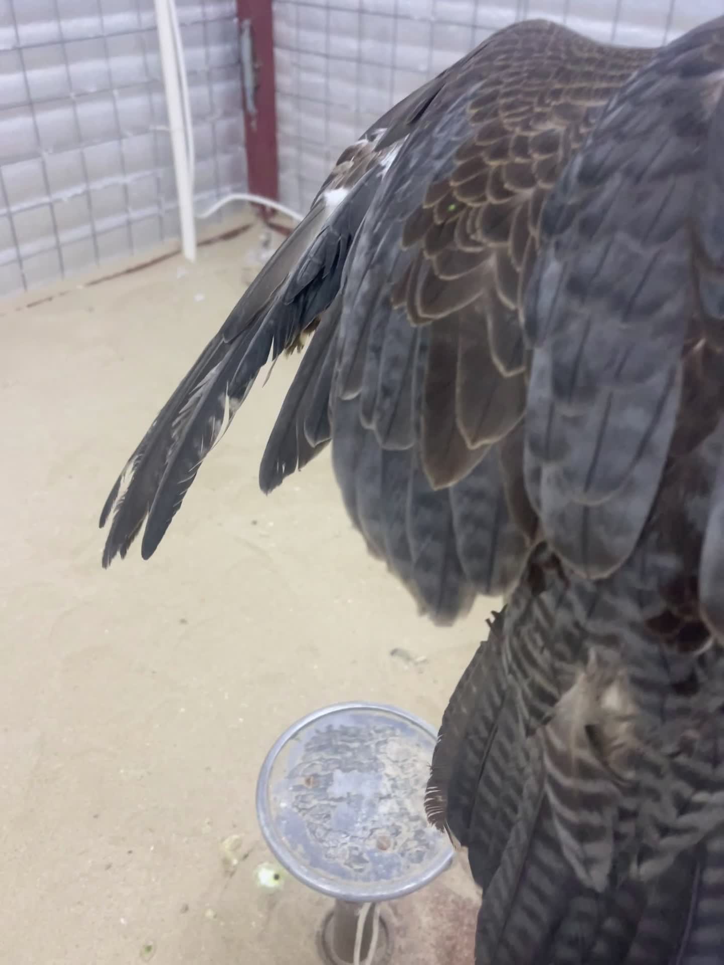 شاهين للبيع - 2