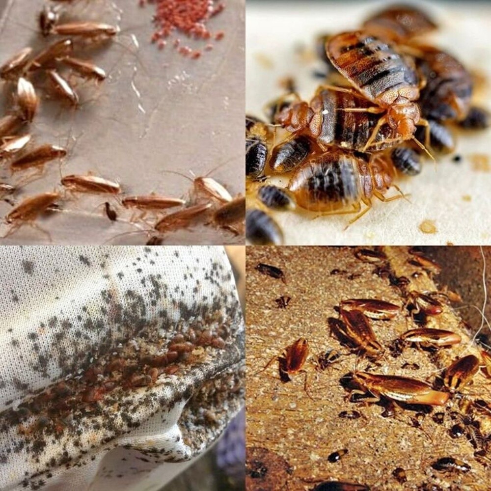 MOZON AL DOHA PEST CONTROL - 4