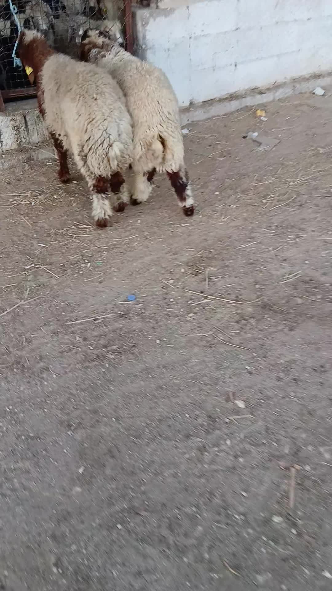 طلين سوريه طيبه مشاءالله شي يجمل - 1