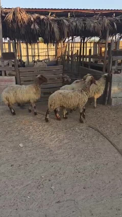 شويهات سوريه طيبه - 1