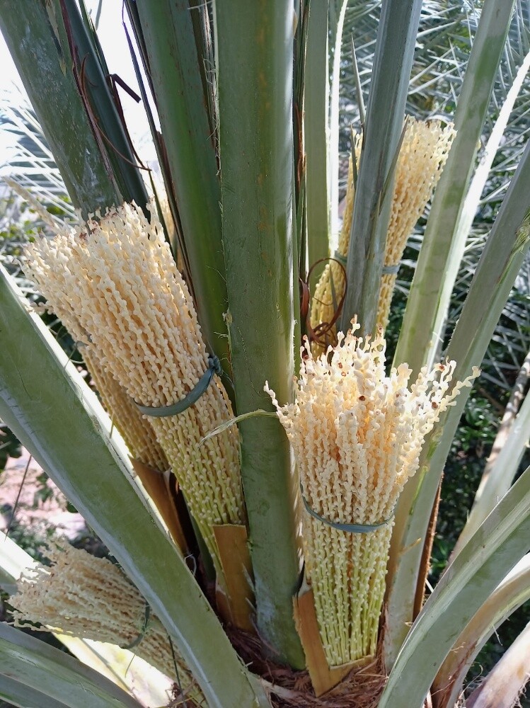 ابو ايه - 3