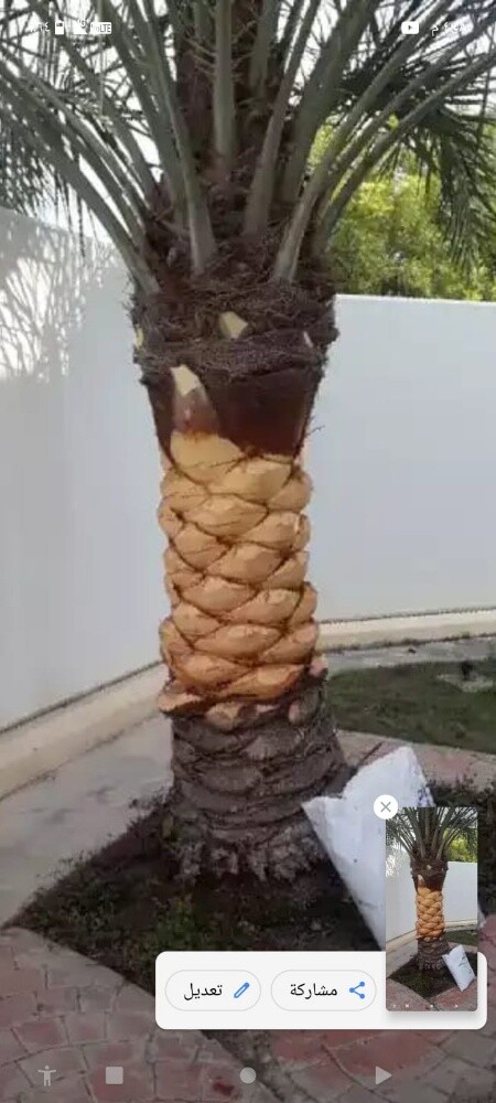 ابو ايه - 11