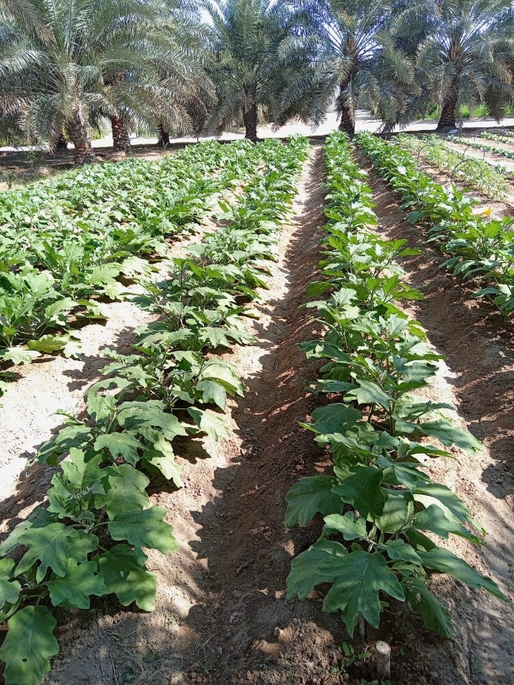 ابو ايه - 9