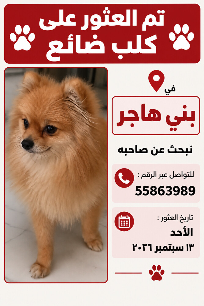 Found Lost Pomeranian Dog in Bani h - 1