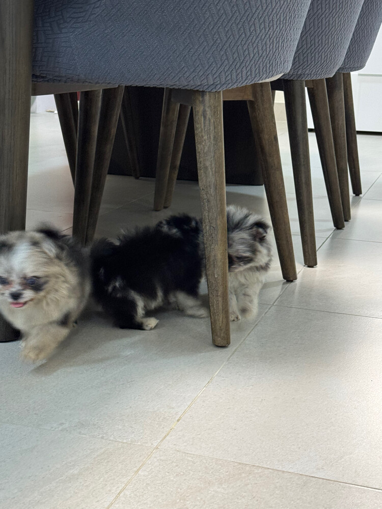 merle type pomeranian - 3