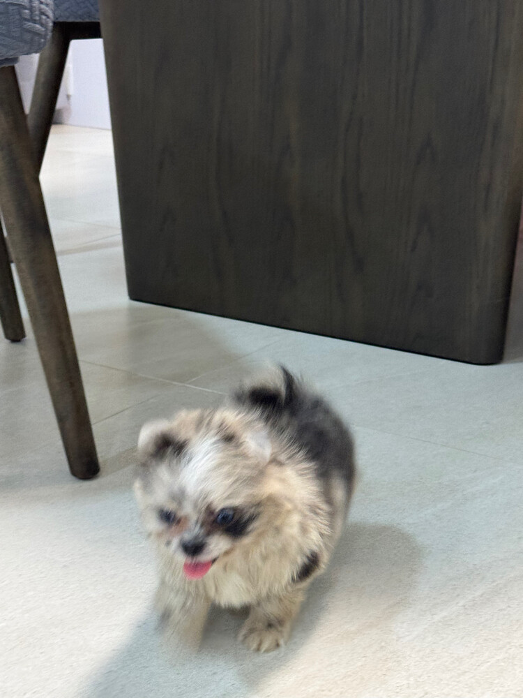 merle type pomeranian - 1