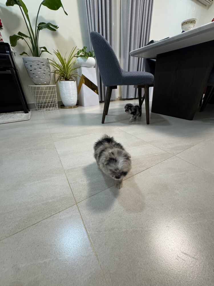merle type pomeranian - 4