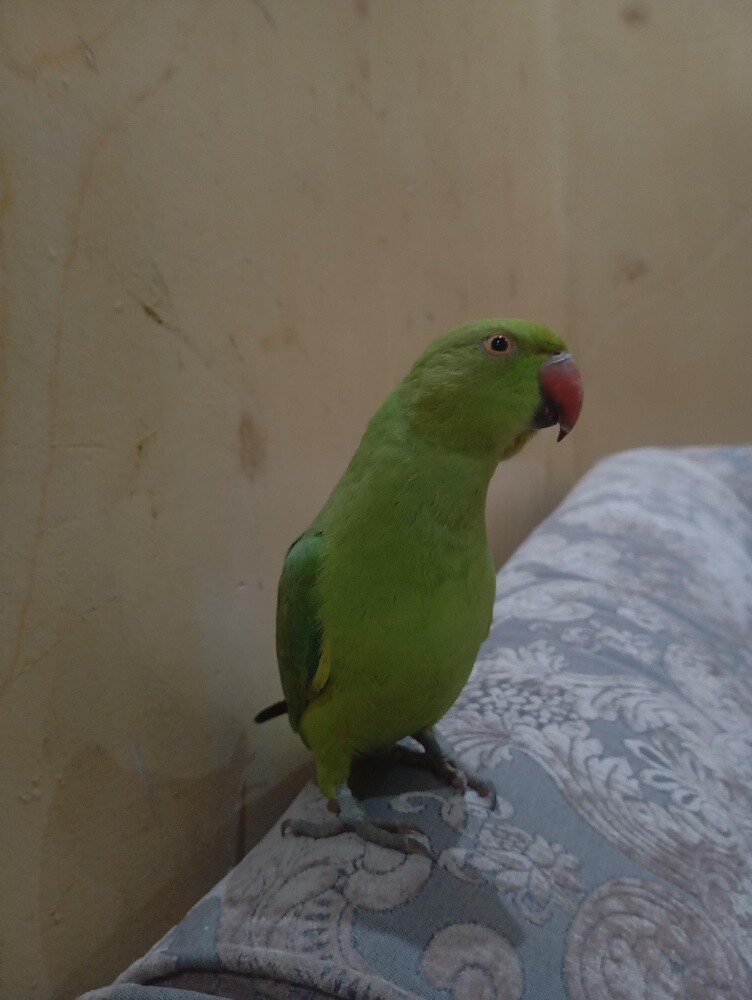 India green neck - 1