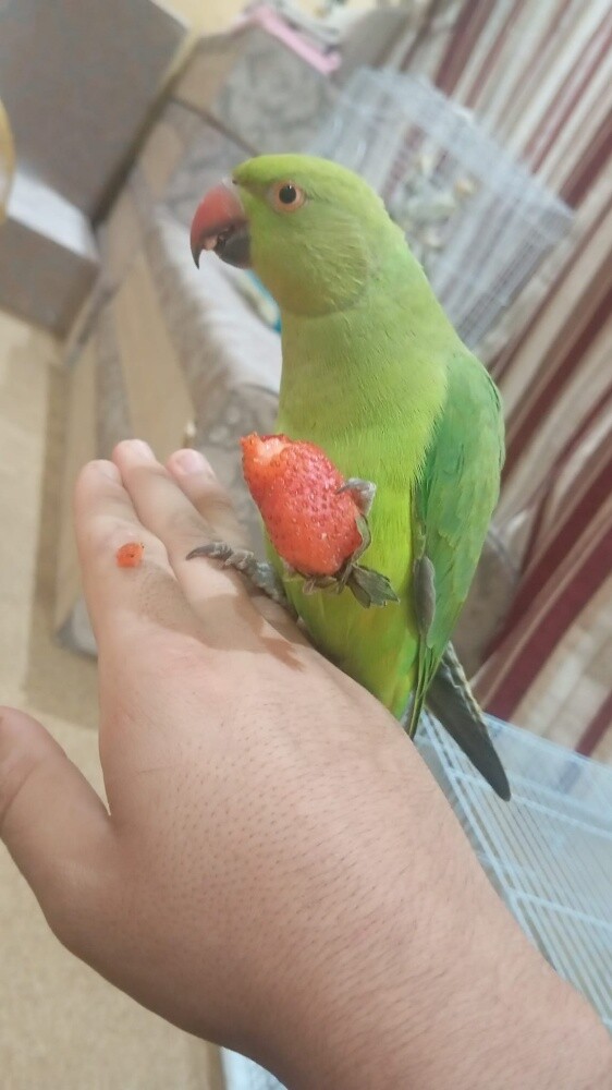 India green neck - 2