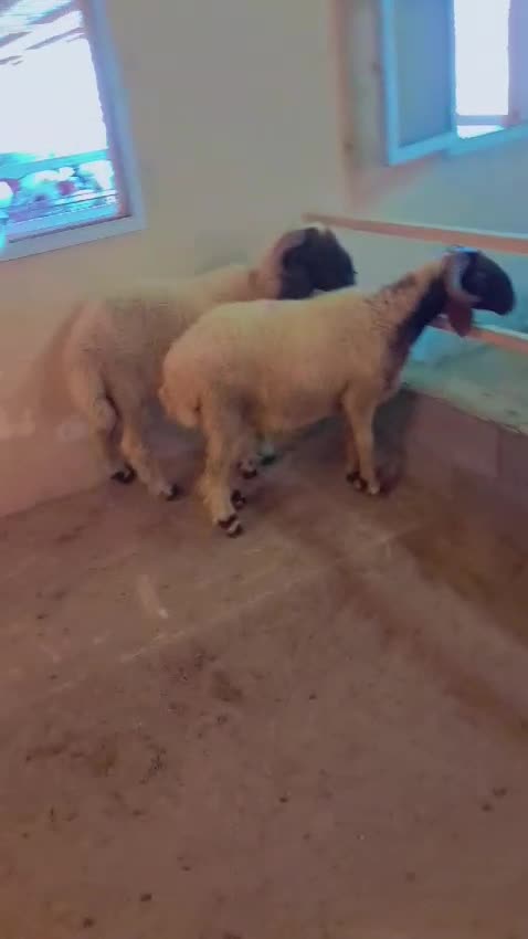ذبايح سوريه للبيع - 1