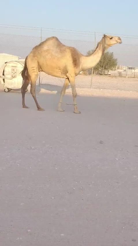 للبيع شقحه - 1