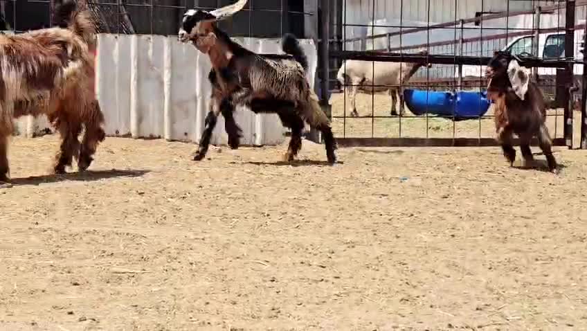 للبيع جمد عوارض حمر طيبات - 1