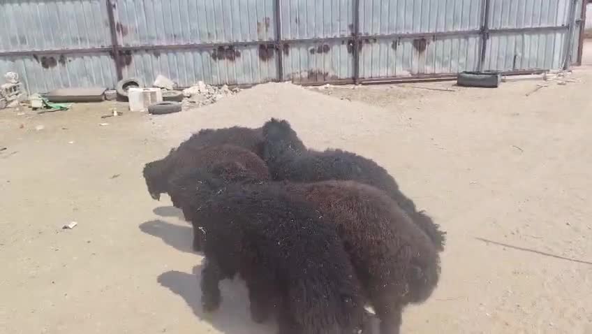 خرفان عربي فاخر - 1