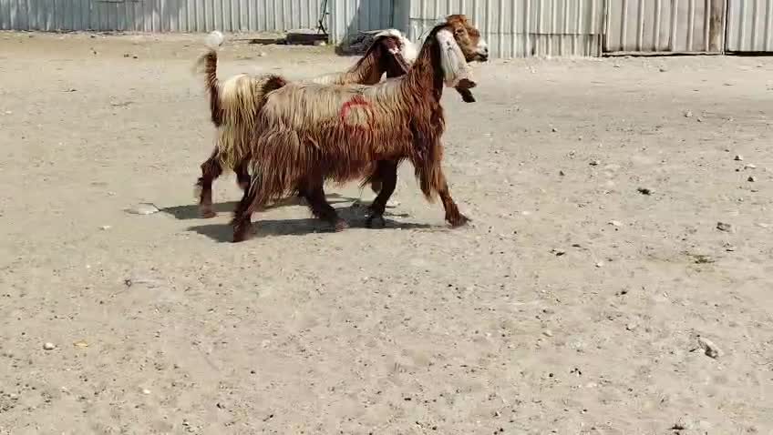 للبيع معزاء عوارض حمرا دفيع طيبه - 1