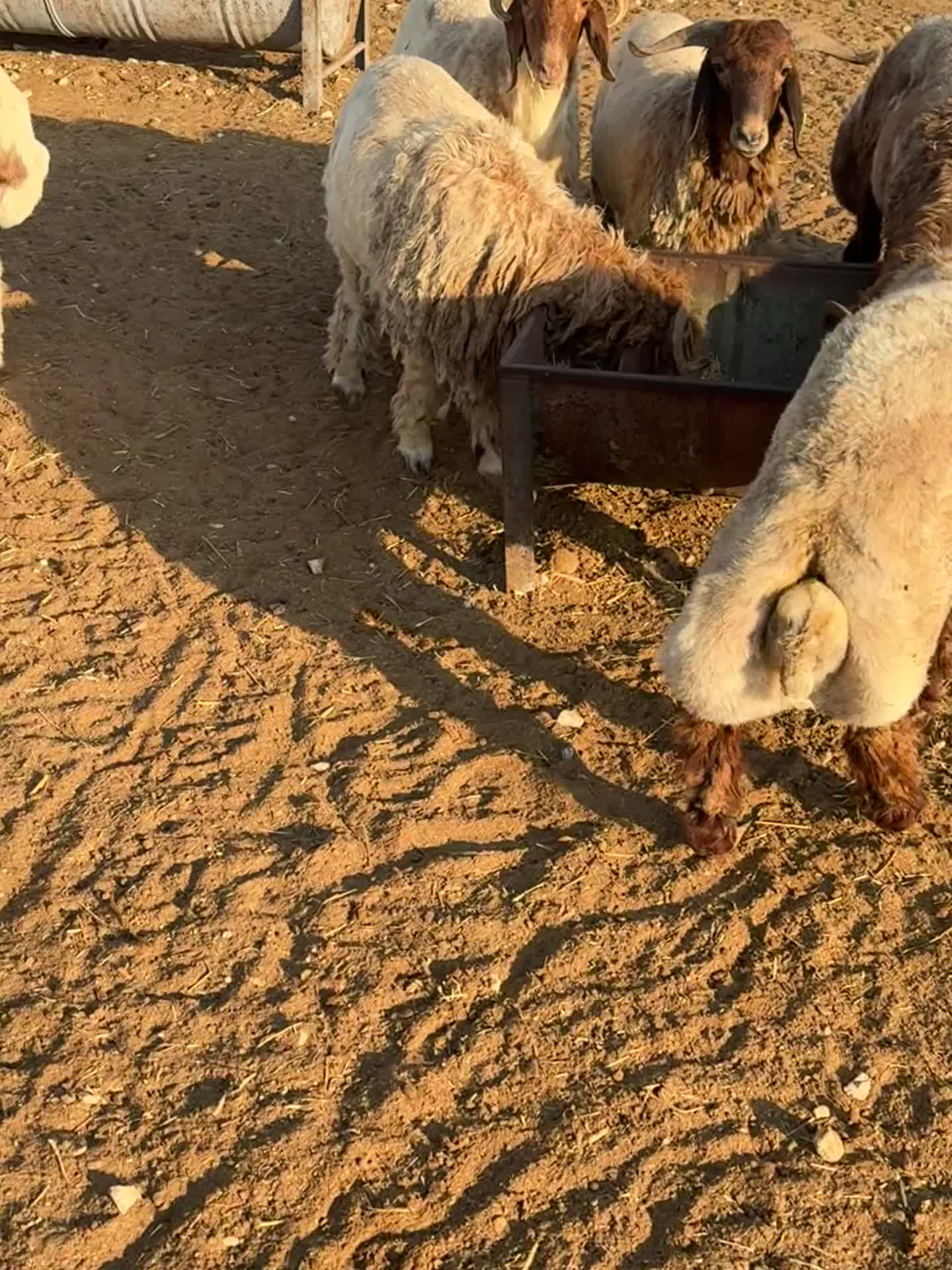 خرفان سورية - 2