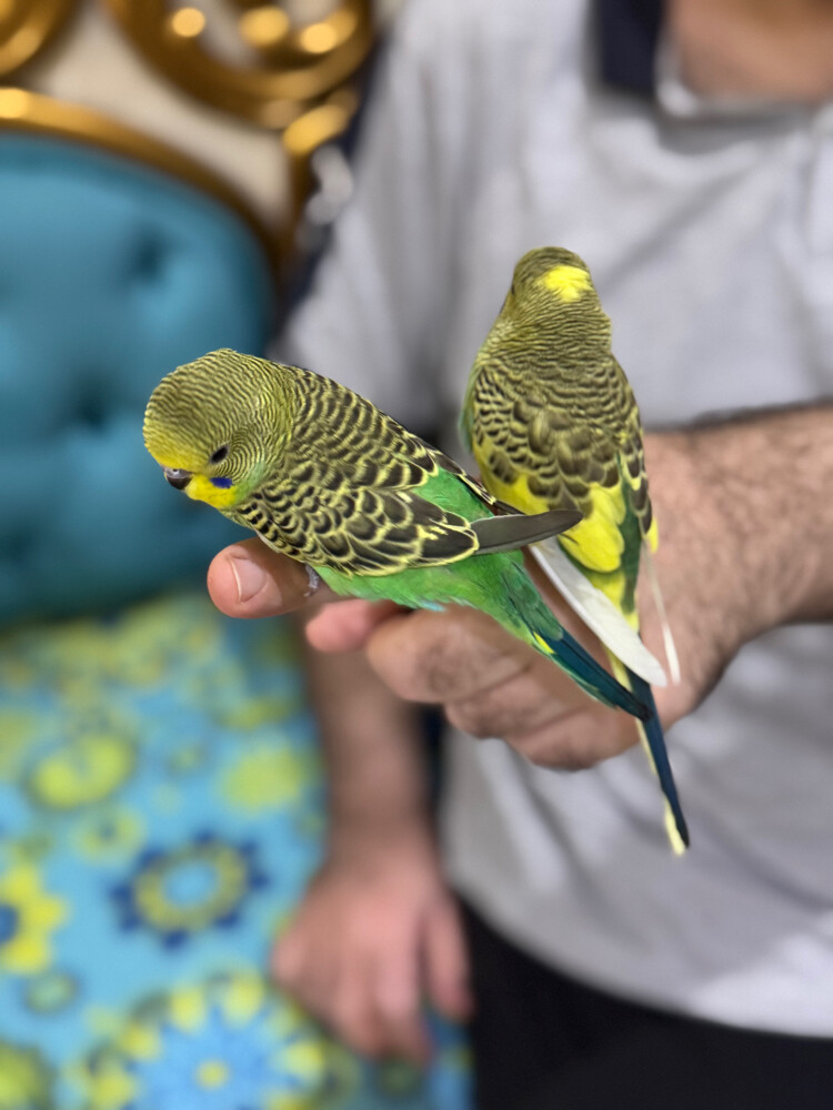 couple badge  - 3