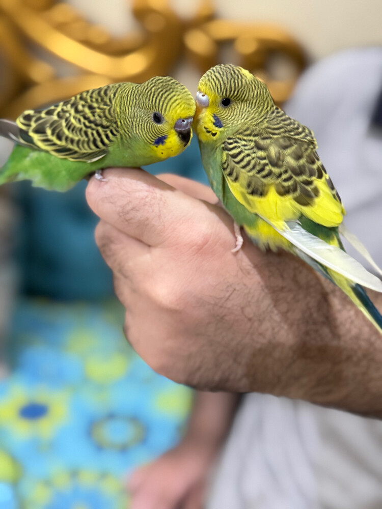 couple badge  - 1