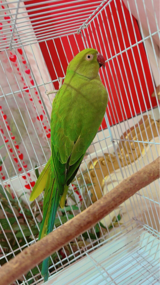 green parrot - 3