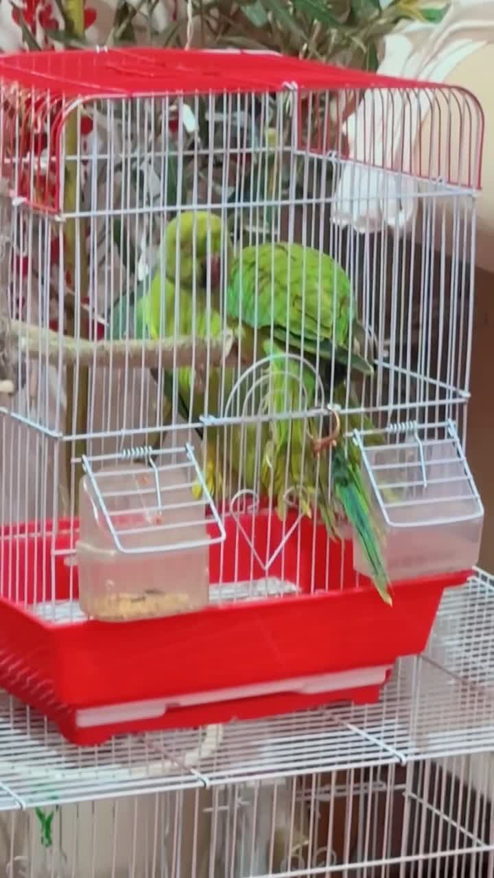green parrot - 1