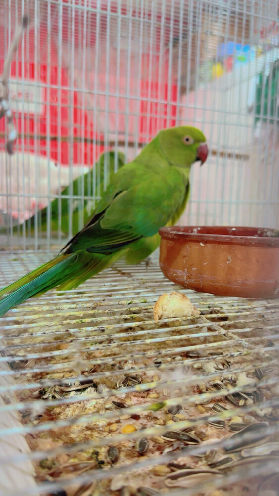 green parrot - 2