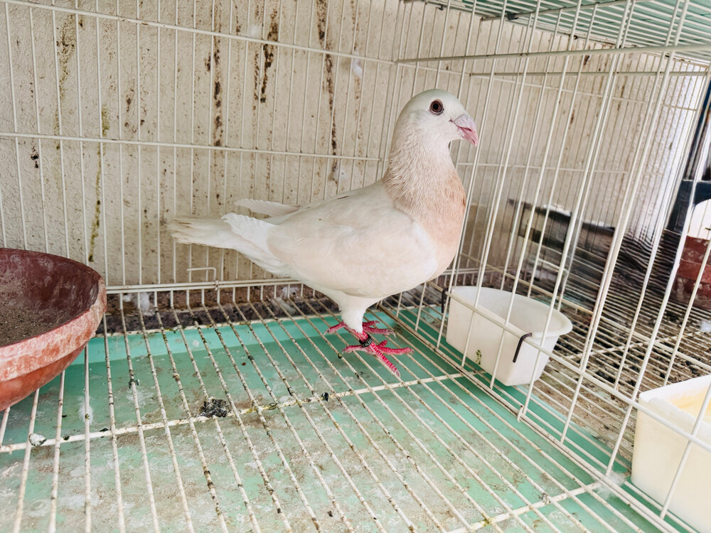 lemon male for sale - 1
