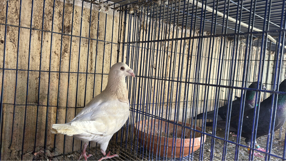 lemon male for sale - 2