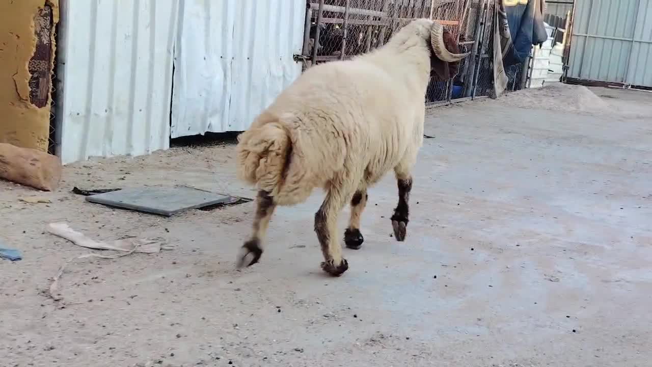 فحل سوري شرط القريع - 3