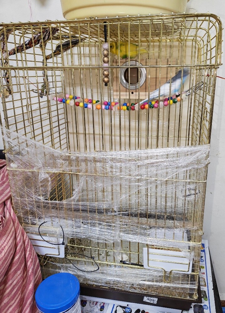 badji birds - 1