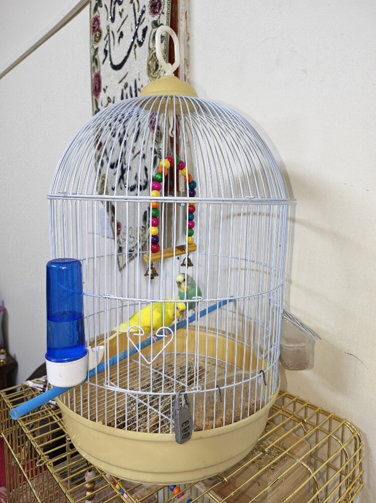 badji birds - 4