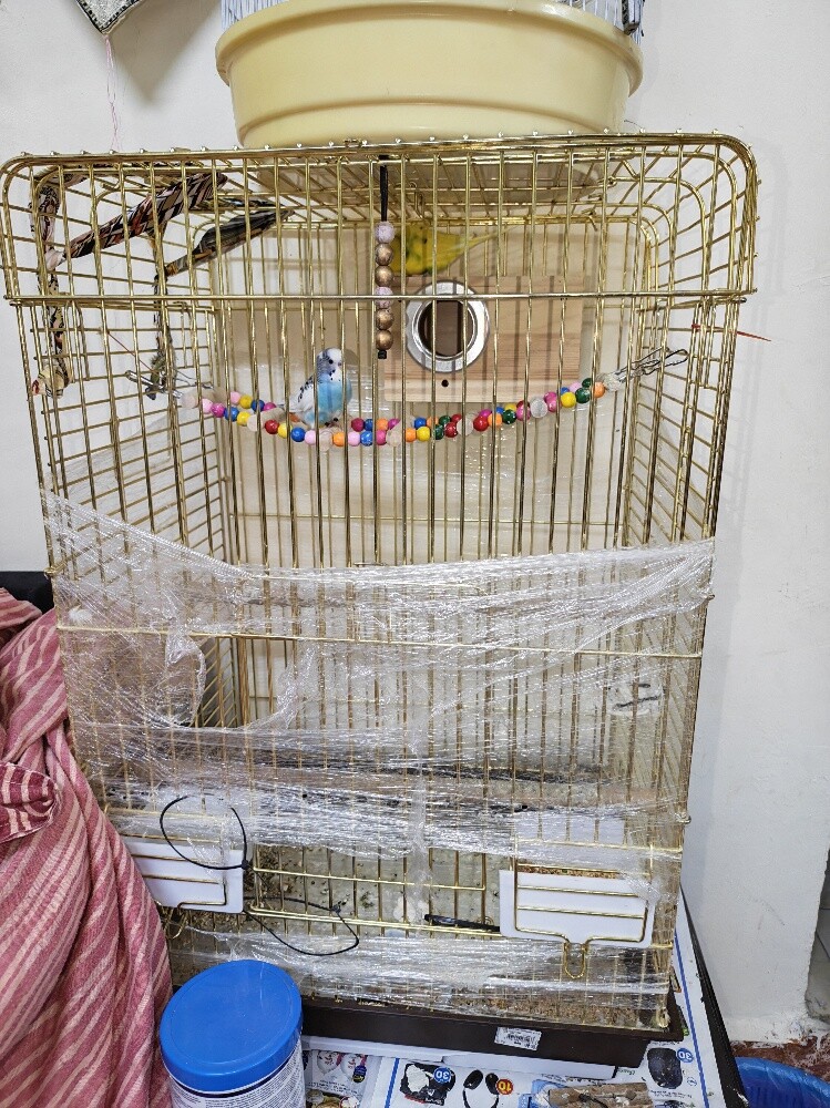 badji birds - 2