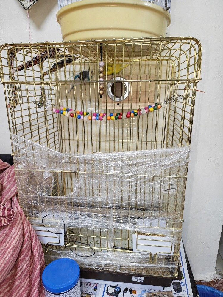 badji birds - 3