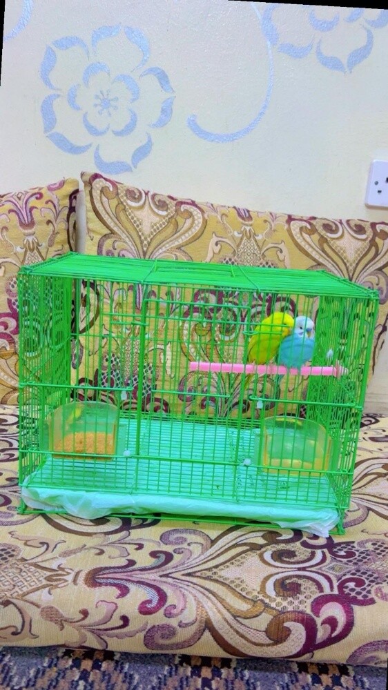2 birds with cage - 1