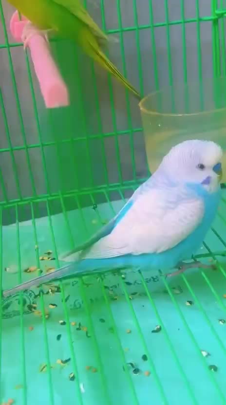 2 birds with cage - 2