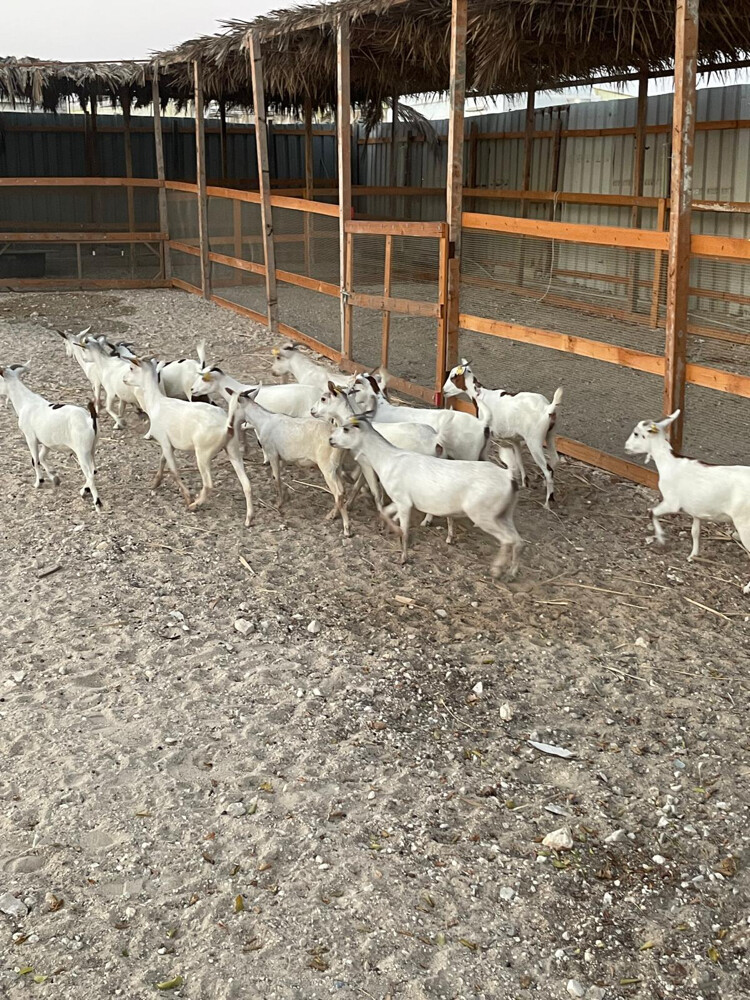 للبيع معز وتيوس - 3