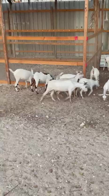 للبيع معز وتيوس - 4