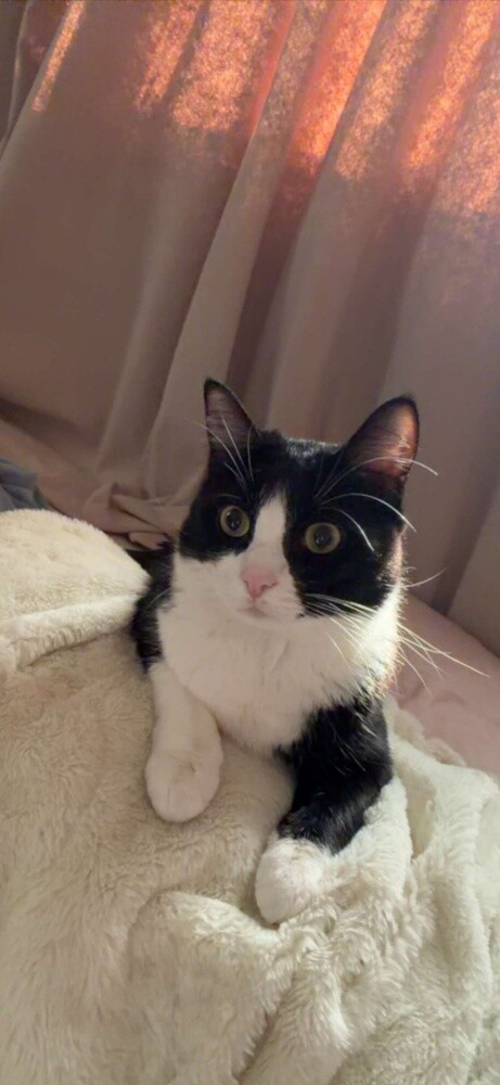 Cat for adoption - 2